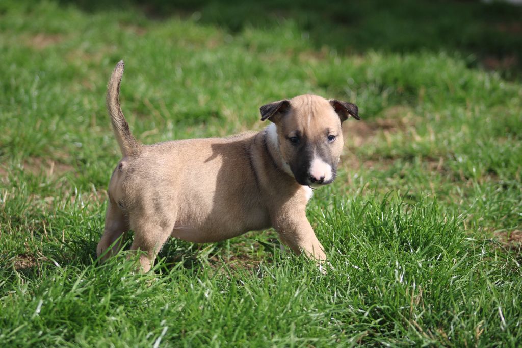 Master Of Heart - Chiots disponibles - Bull Terrier