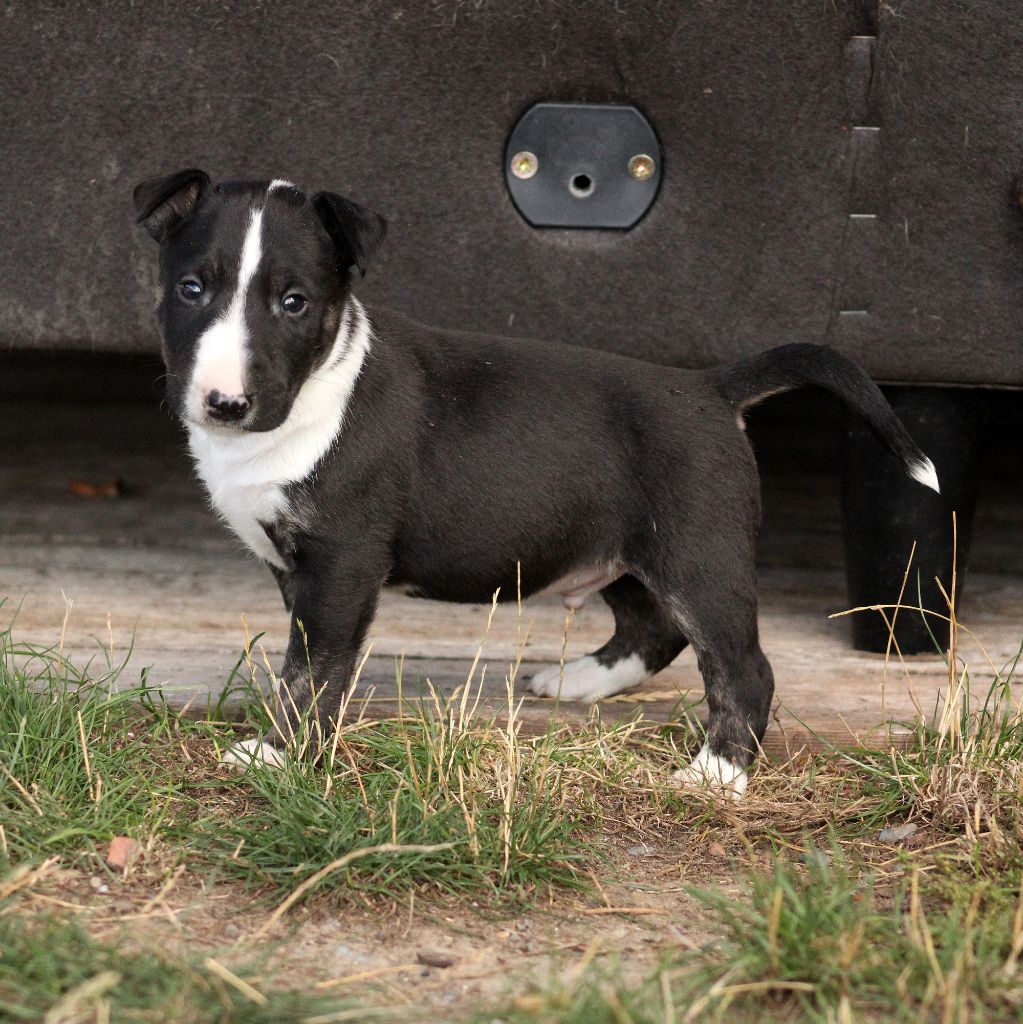 Master Of Heart - Chiots disponibles - Bull Terrier