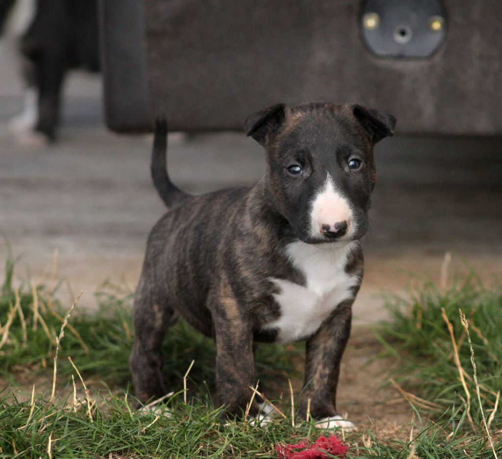 Master Of Heart - Chiots disponibles - Bull Terrier