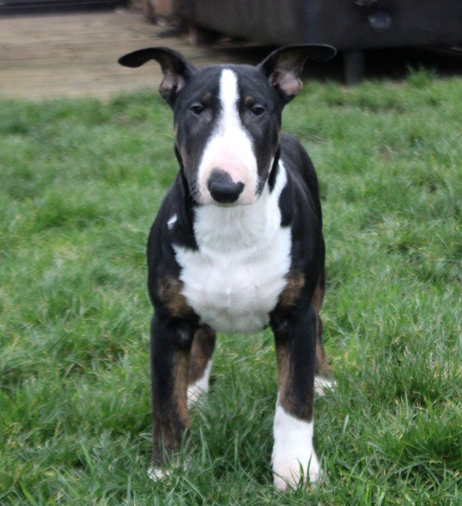 Master Of Heart - Chiots disponibles - Bull Terrier