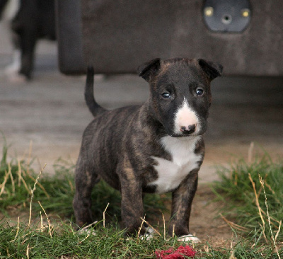 CHIOT 2