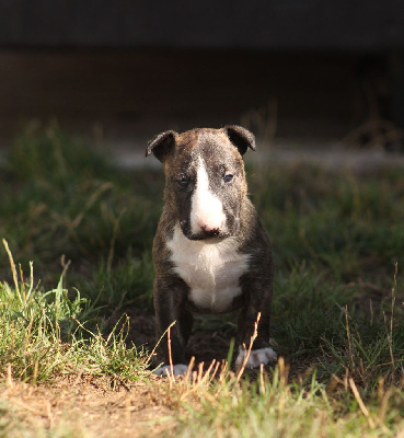 CHIOT 5