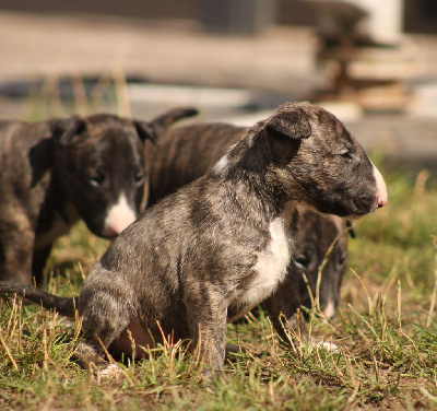 CHIOT 8