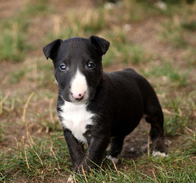 CHIOT 7