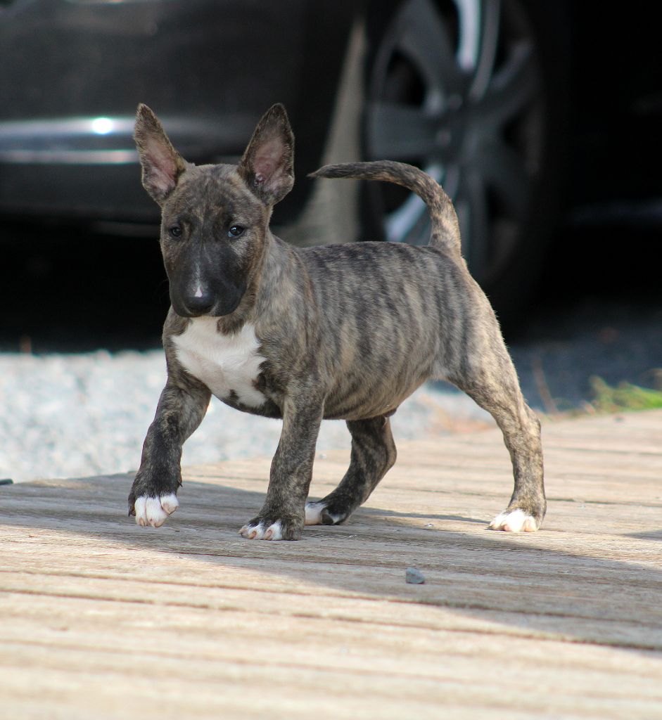 Master Of Heart - Bull Terrier - Portée née le 07/08/2025