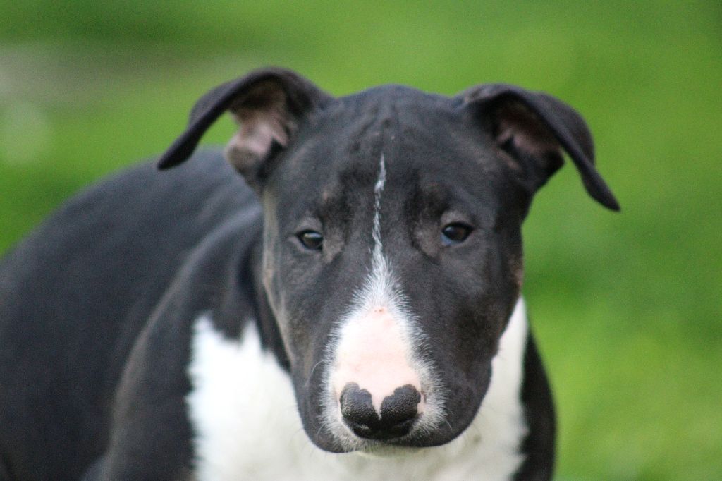 Master Of Heart - Chiots disponibles - Bull Terrier