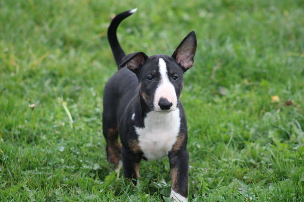 Master Of Heart - Chiots disponibles - Bull Terrier