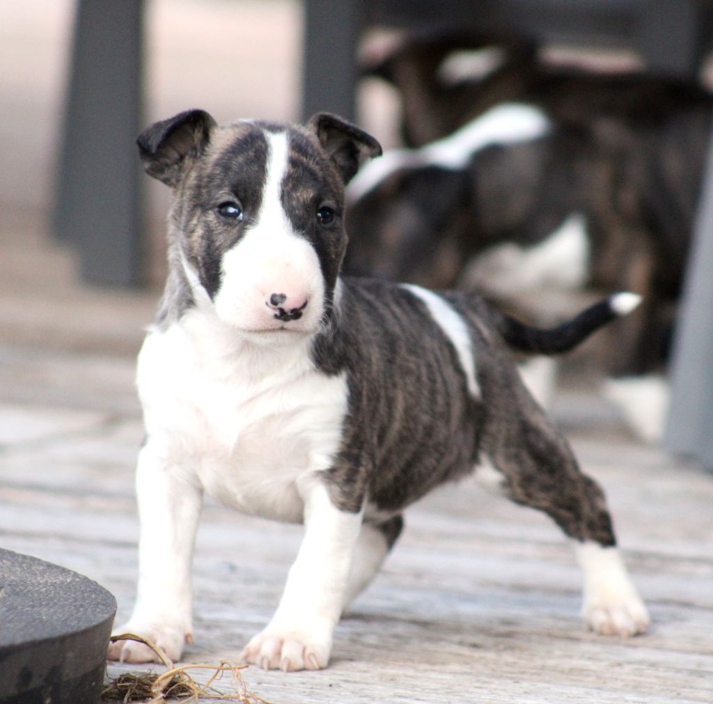 Master Of Heart - Chiots disponibles - Bull Terrier