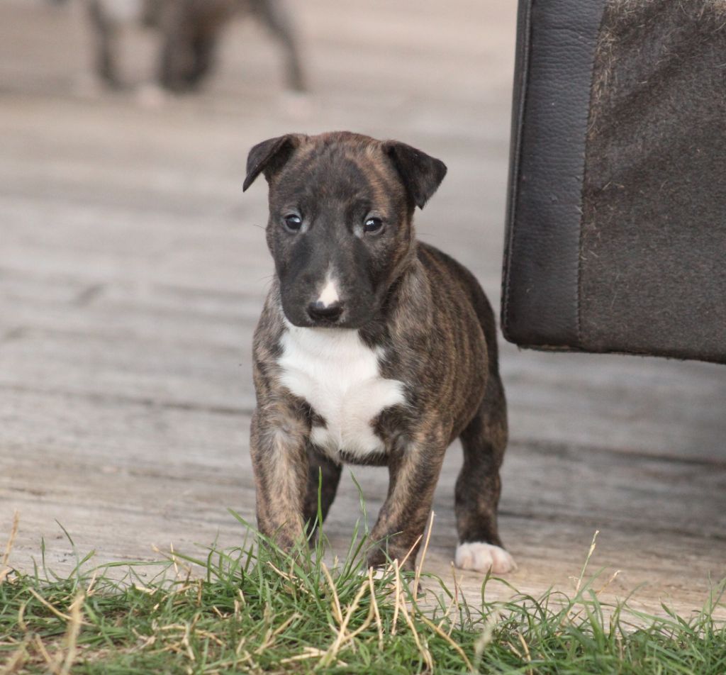 Master Of Heart - Chiots disponibles - Bull Terrier