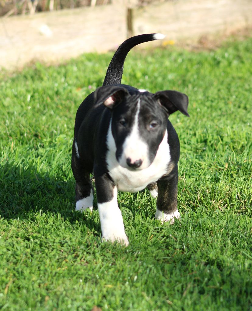 Master Of Heart - Chiots disponibles - Bull Terrier