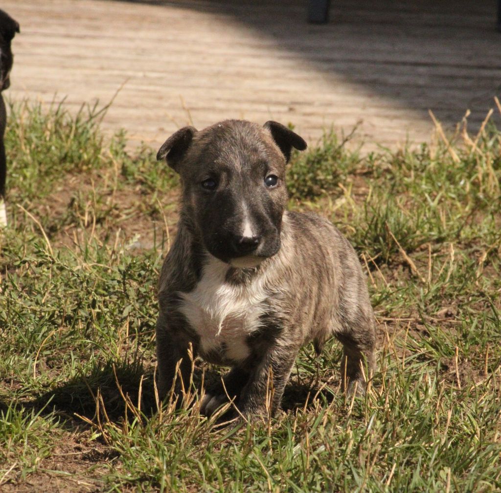Master Of Heart - Chiots disponibles - Bull Terrier